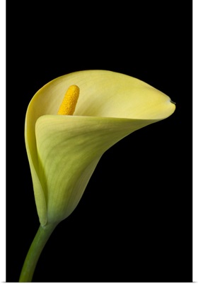 Single yellow calla lily