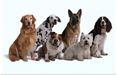Six different breeds
