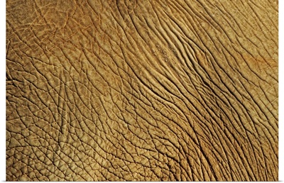 Skin of adult elephant skin.