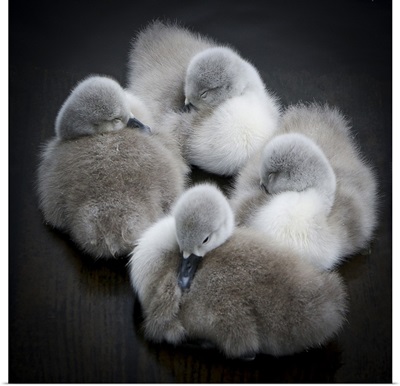 Sleeping cygnets, Drumpellier Country Park, Scotland.