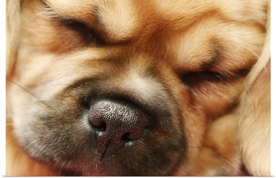 Sleeping Pugalier Puppy Close up