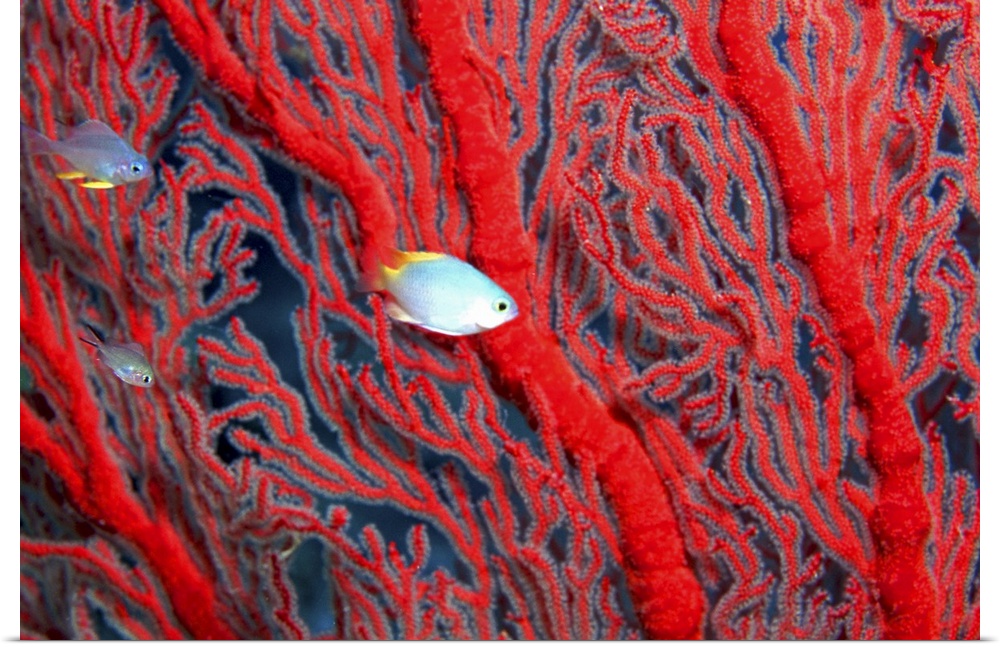 Small fish swimming between red coral