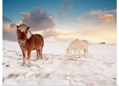 Small Icelandic horses in snow during winter.