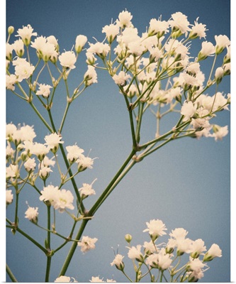 Small white flowers, vintage film color