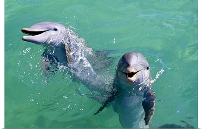 Smiling dolphins