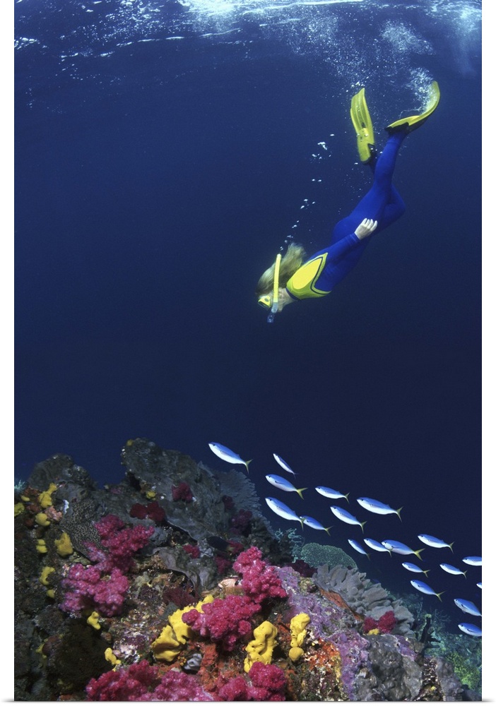 SNORKERLER & COLORFUL REEF WITH FUSILIERS