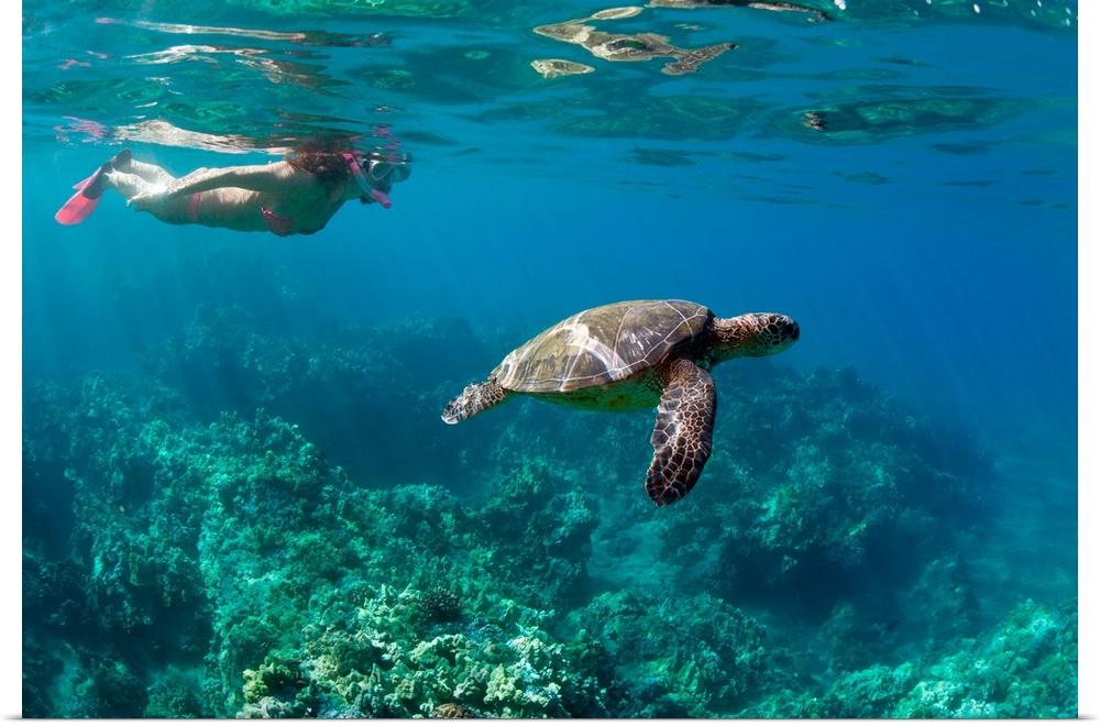 Woman snorkeling with sea turtle underwater over coral reef in Wailea, Maui, Hawaii, USA.