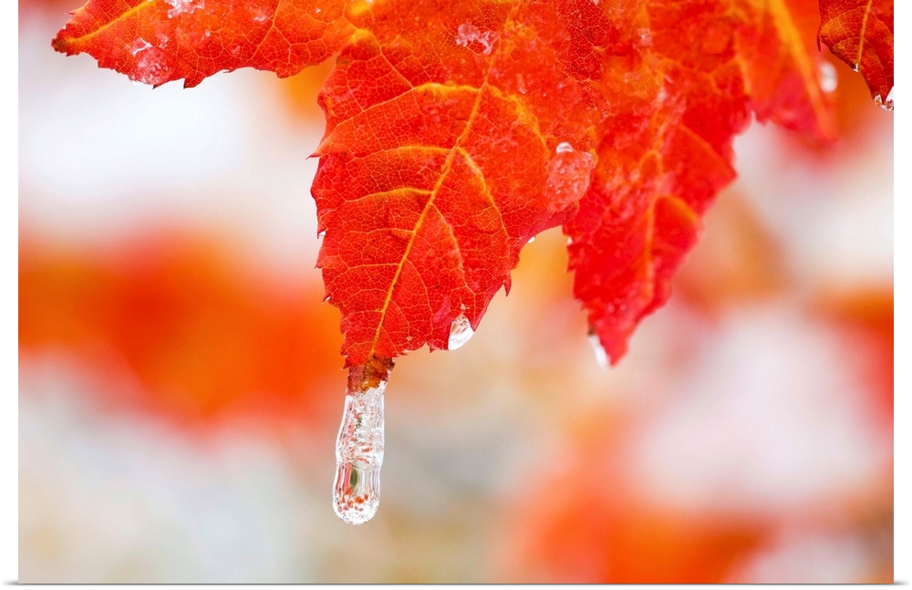 Snow And Ice On An Autumn Vine Maple