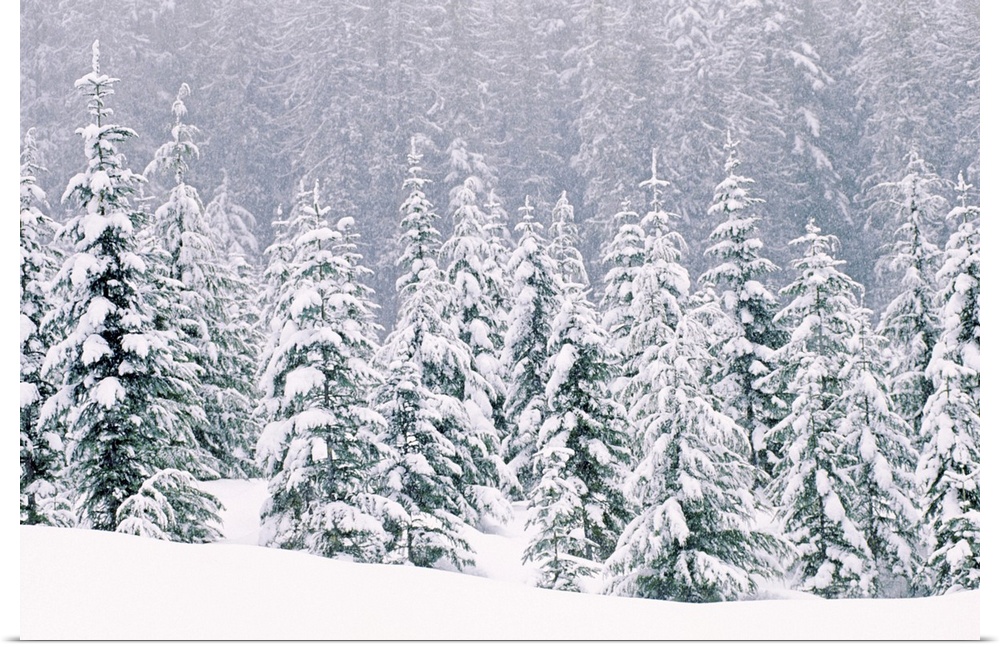 Large, horizontal photograph of many pine trees within a snow covered landscape, their branches being weighed down with snow.