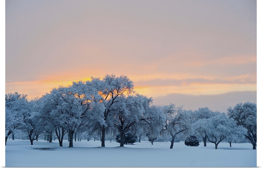 Snow covered trees at sunset.