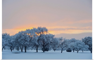 Snow covered trees at sunset.
