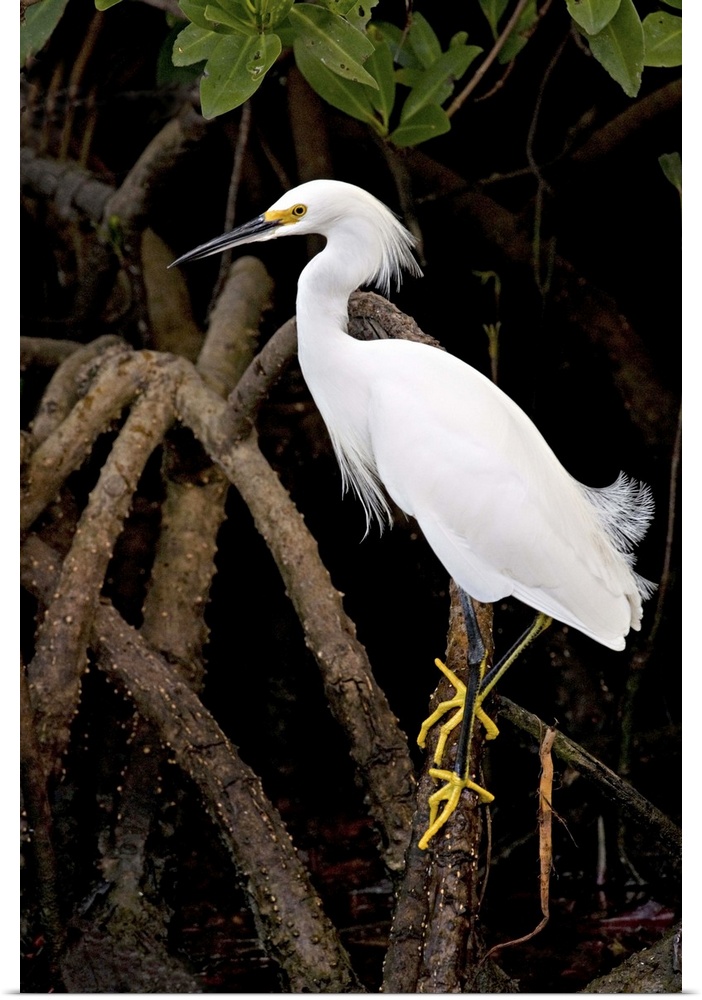 Snowy Egret, Egretta thula, and Red Mangrove, J.N. 'Ding' Darling NWR, Sanibel Island, Florida, USA. Snow white heron with...