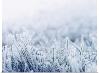 Snowy Grass In Winter