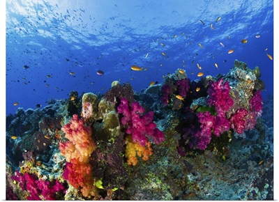 Soft corals on shallow reef, Fiji