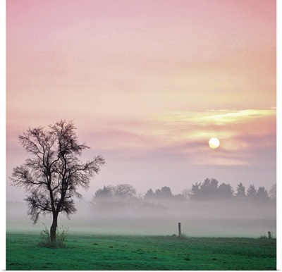 Soft light of landscape with tree during sunrise on foggy day.