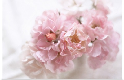 Soft pink roses in vase.