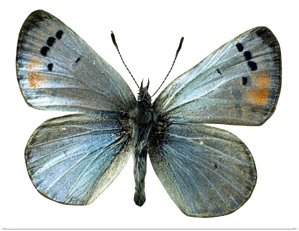 Sonoran blue butterfly
