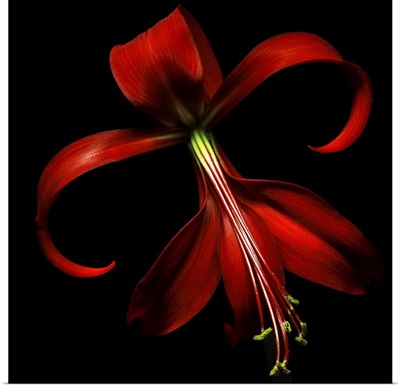 Special red lily on black background.