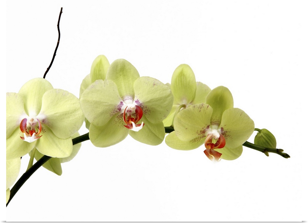A branch of Moth Orchids on a stark white background.