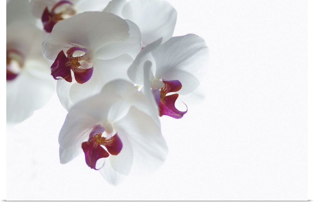 Large landscape photograph of a single branch of fully bloomed orchid blossoms against a solid white background.
