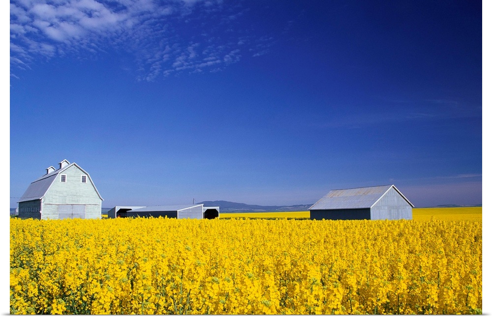 The spring crop of canola in a field in Grangeville, Idaho.