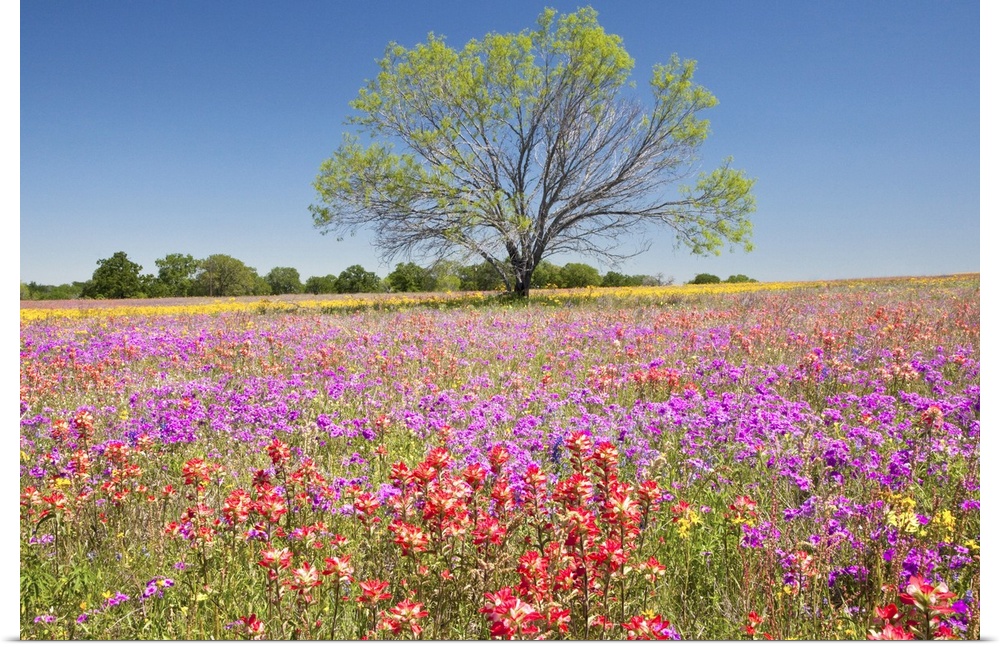 Spring mesquite trees growing in wildflowers, Texas, USA, North America