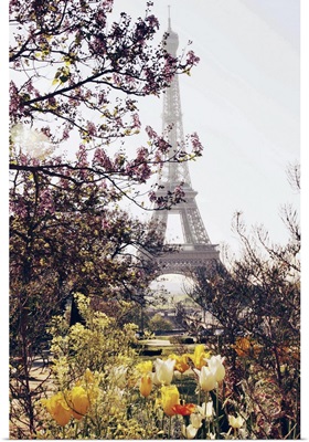 Springtime in Paris.  The Eiffel Tower framed by springtime tulips in yellow and white.