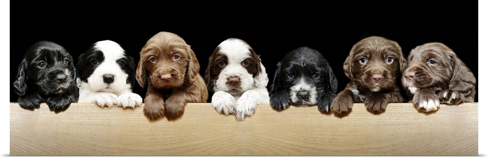 4 week old Springer / Cocker Spaniel cross (sprocker) puppies. Very cute puppies in a line, photographed on black background.