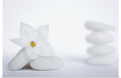 Stack of white pebbles and jasmine flower on white background.