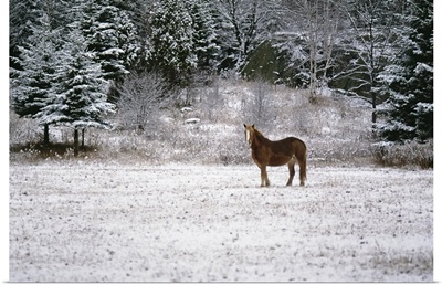 Stallion on winter landscape, Canada