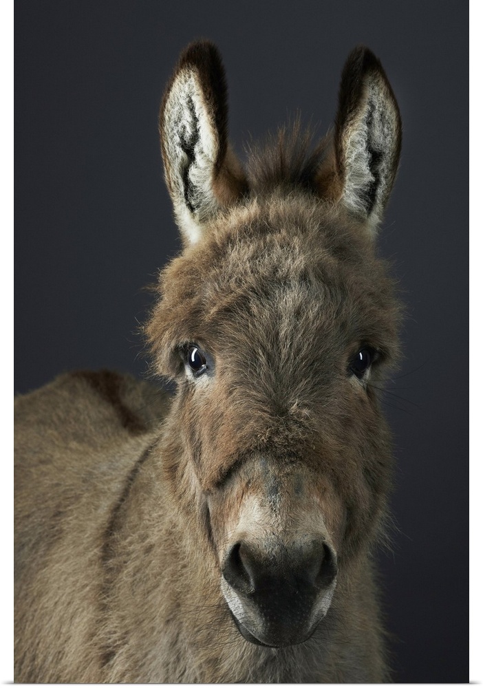Miniature shetland donkey, Stanley, photographed in the studio