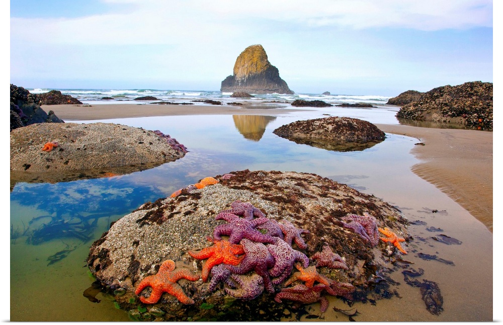 morning lowtide adds beauty to starfish and rock formations along Indian Beach, at Ecola State Park, Oregon Coast, Pacific...