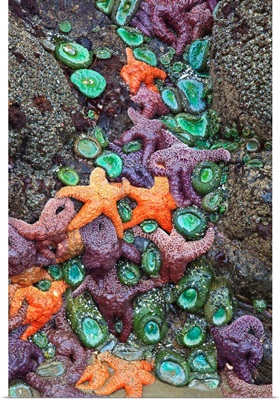 Starfish And Rock Formations Along Indian Beach, Oregon Coast