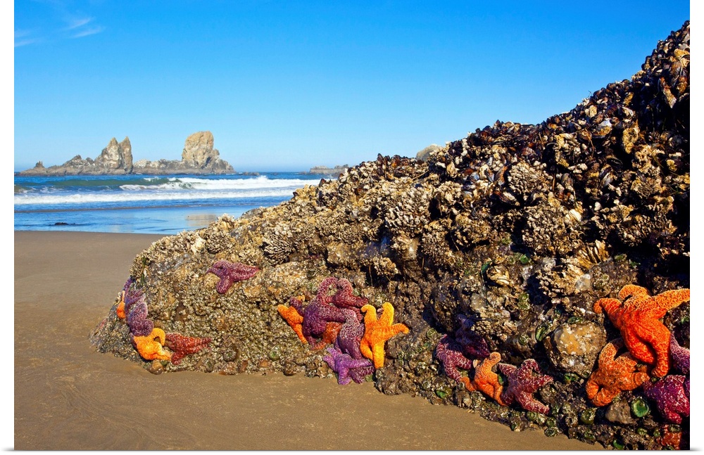 morning lowtide adds beauty to starfish and rock formations along Indian Beach, at Ecola State Park, Oregon Coast, Pacific...