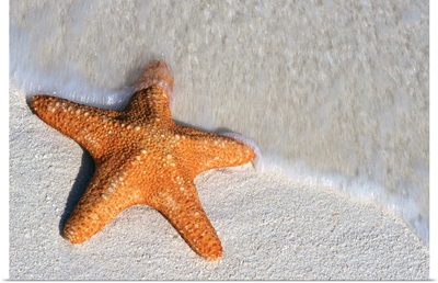 Starfish On Shore