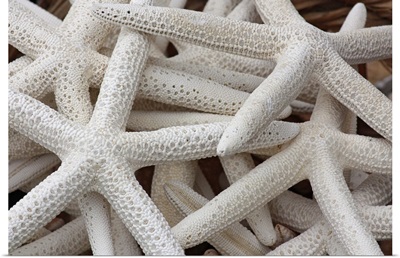 Starfish or Sea Stars in a basket.