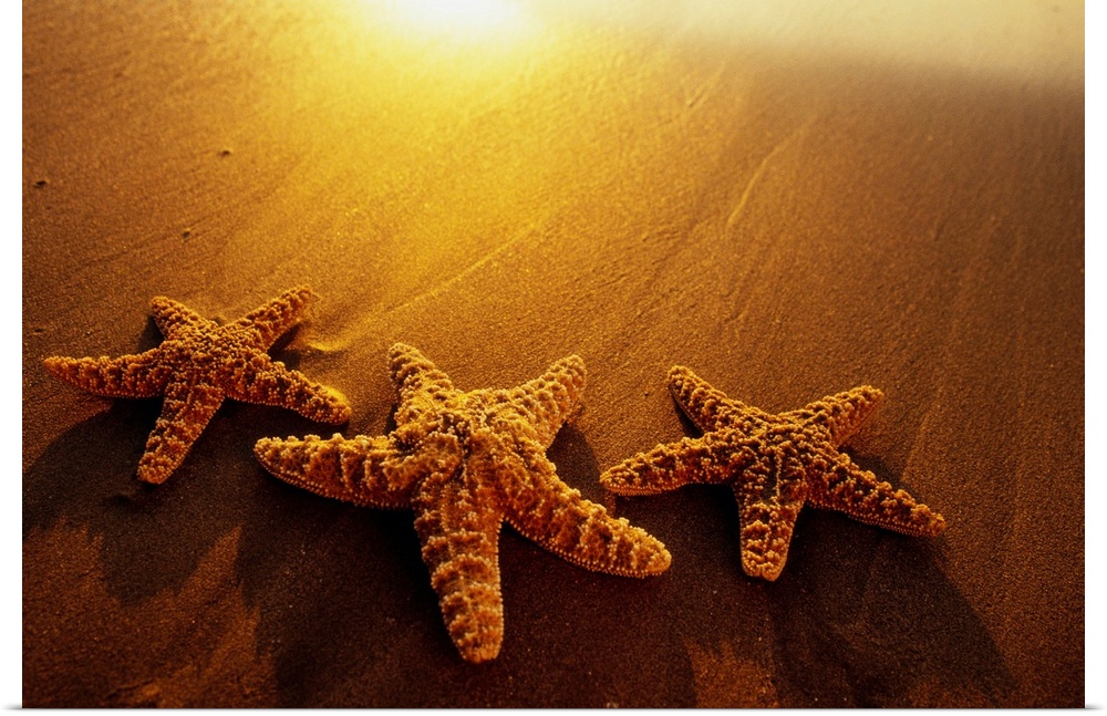 The setting sun reflects off a Maui beach, next to three starfishes.