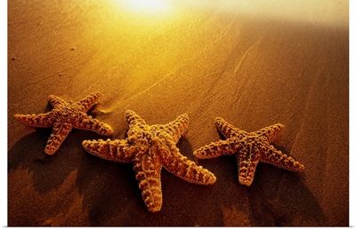 Starfishes On Maui Beach