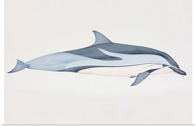Stenella coeruleoalba, Striped Dolphin, side view.