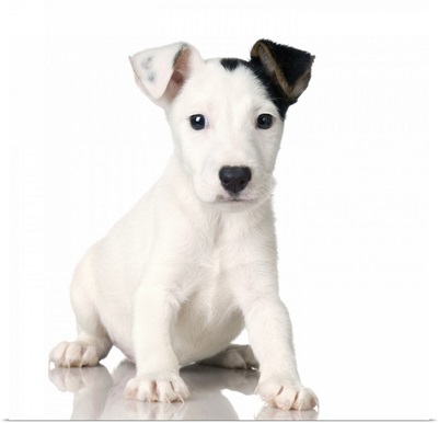 Studio portrait of Jack Russell terrier dog