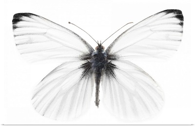 Studio shot of sharp-veined white butterfly