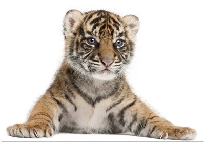Sumatran Tiger cub - Panthera tigris sumatrae (3 weeks old)