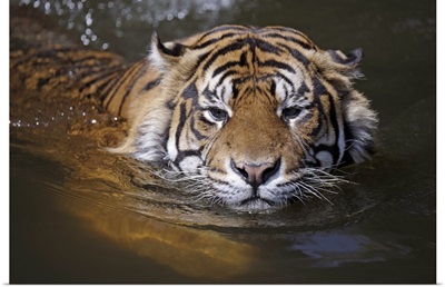 Sumatran tiger swimming