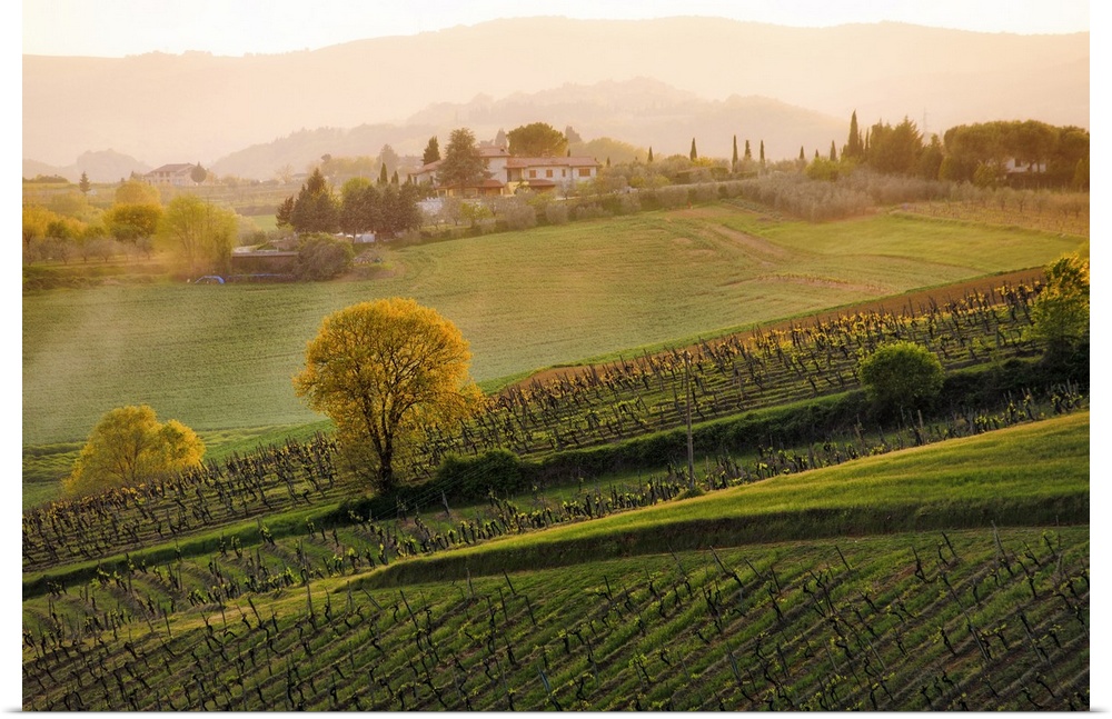 Landscape, oversized aerial photograph of a vineyard under a light mist, as the sun sets in Tuscany.