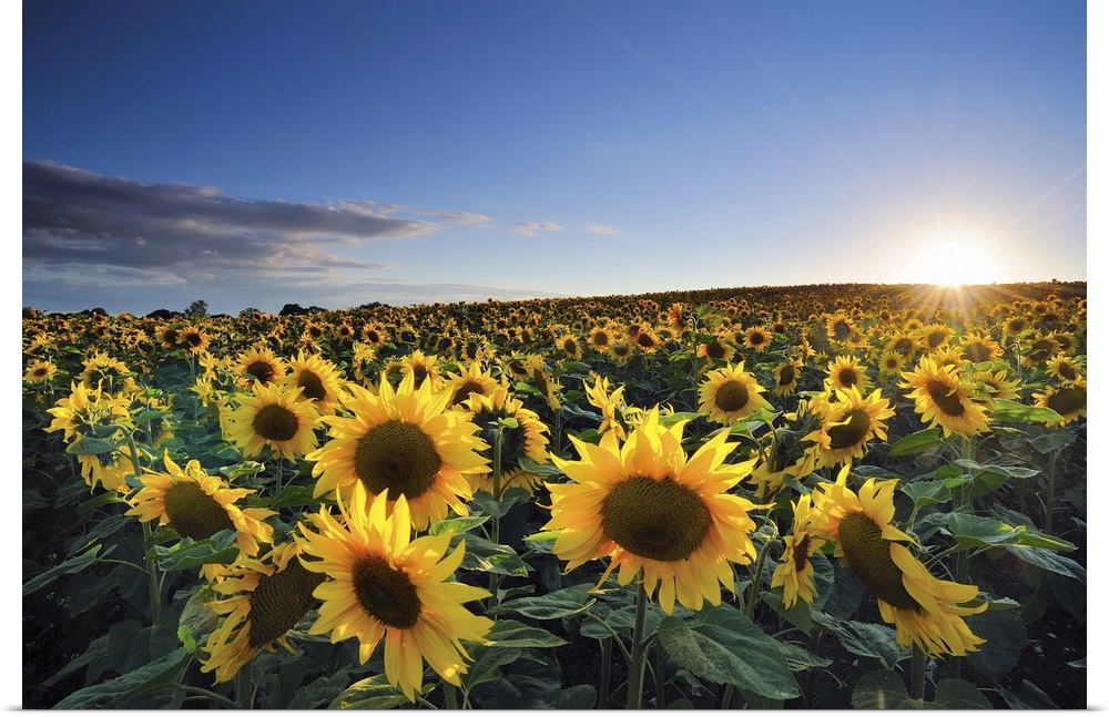 The sun shines brightly as it starts to set below the horizon over a large sun flower field.