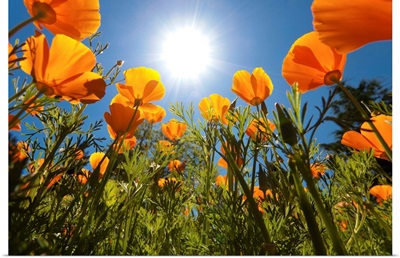 Sun Shining Over A Meadow Of Poppies