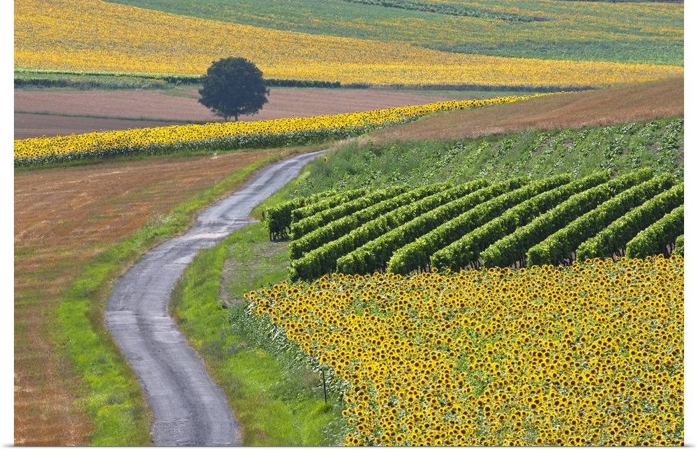 Sunflower field and road near Pons, France.