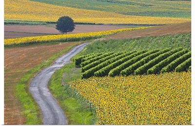 Sunflower field and road near Pons, France.
