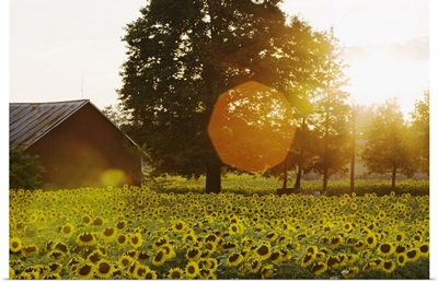 Sunflower Field At Sunset With A Barn