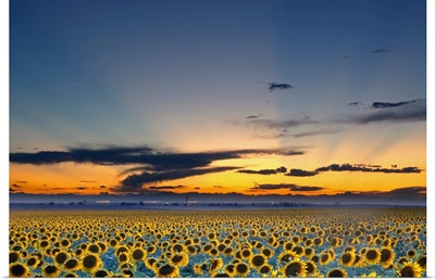 Sunflower field illuminated by beautiful rays during sunset.